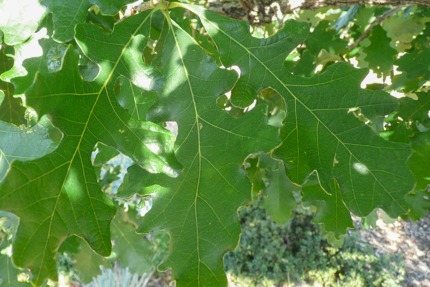 Bur Oak